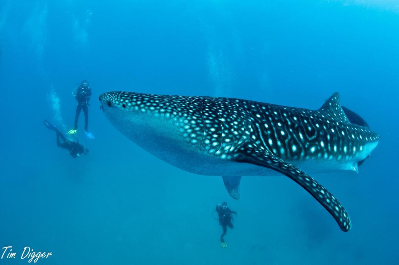 Turtle Bay Dive Resort Moalboal Eksteriør billede